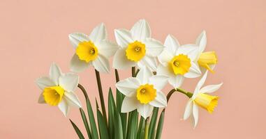 Fresh spring flowers narcissus bouquet banner on pink peach background mothers day valentines photo