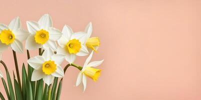 Fresh spring flowers narcissus bouquet banner on pink peach background mothers day valentines photo