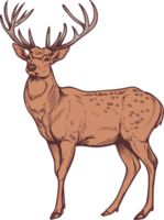 cerf clipart conception illustration png