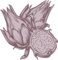 Dragon fruit clipart design illustration png