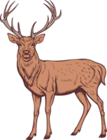 cerf clipart conception illustration png