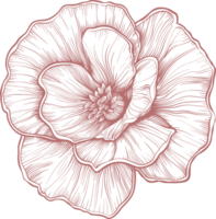 désert Rose clipart conception illustration png