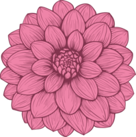 dahlia clipart conception illustration png