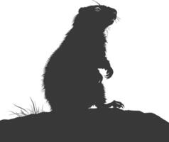 Silhouette marmot animal black color only full body vector