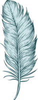 Feather clipart design illustration png