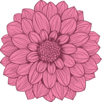 Dahlia clipart design illustration png