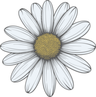 Marguerite fleur main tiré conception illustration png