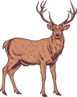 Deer clipart design illustration png