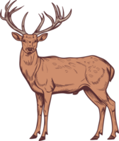 cerf clipart conception illustration png