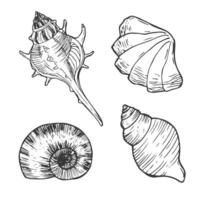 Doodle ink Seashells set. Hand drawn illustration on white background. Collection of realistic sketches. vector