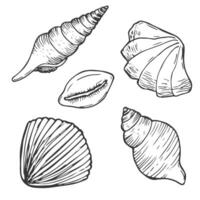 Doodle ink Seashells set. Hand drawn illustration on white background. Collection of realistic sketches. vector