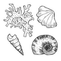 garabatear tinta conchas marinas colocar. mano dibujado ilustración en blanco antecedentes. colección de realista bocetos vector