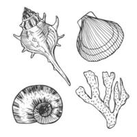 Doodle ink Seashells set. Hand drawn illustration on white background. Collection of realistic sketches. vector