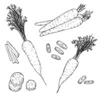 Set of hand drawn sketchy outline carrots. Doodle black contour whole vegetables and piece of, bunches on white background. Ideal for coloring pages, tattoo, pattern vector