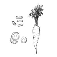 Set of hand drawn sketchy outline carrots. Doodle black contour whole vegetables and piece of, bunches on white background. Ideal for coloring pages, tattoo, pattern vector