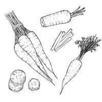 Set of hand drawn sketchy outline carrots. Doodle black contour whole vegetables and piece of, bunches on white background. Ideal for coloring pages, tattoo, pattern vector