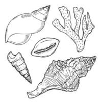 Doodle ink Seashells set. Hand drawn illustration on white background. Collection of realistic sketches. vector