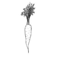 Hand drawn set of carrot. Doodle sketches isolated. Vintage collection. Linear graphic design. Black and white image of vegetables. illustration. vector