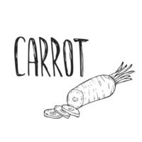 Hand drawn ink doodle sketch carrot with lettering. Eco, bio, organic farm product. vector