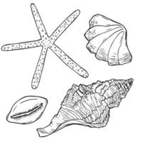 Doodle ink Seashells set. Hand drawn illustration on white background. Collection of realistic sketches. vector