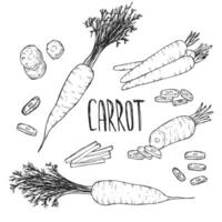 Set of hand drawn sketchy outline carrots. Doodle black contour whole vegetables and piece of, bunches on white background. Ideal for coloring pages, tattoo, pattern vector