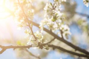 Cherry blossom branches illuminated by sunlight in spring. photo