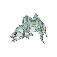 striped bass fishing illustration logo vector