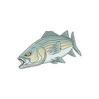 striped bass fishing illustration logo vector