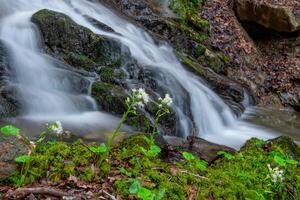 River with newly bloomed flower i photo