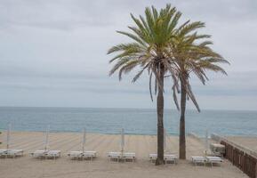 Beach with palm trees and sunbeds photo