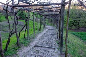 Wooden pergola for the vines photo