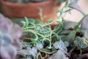 String of Dolphin Succulent photo