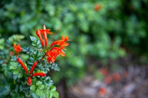 Cape honeysuckle flowers photo