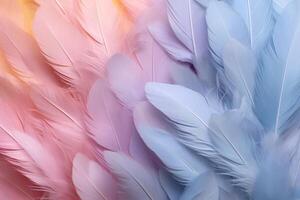 Pastel Feathers Background, pastel color feather abstract background texture, pastel feathers wallpaper, pastel bird feathers pattern, photo