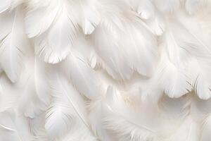 White Soft Feathers Background, White Fluffy feathers pattern, Beautiful feathers background, feathers wallpaper, bird feathers pattern, photo