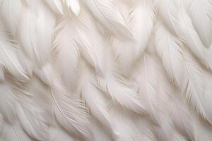 White Soft Feathers Background, White Fluffy feathers pattern, Beautiful feathers background, feathers wallpaper, bird feathers pattern, photo