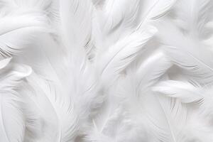 White Soft Feathers Background, White Fluffy feathers pattern, Beautiful feathers background, feathers wallpaper, bird feathers pattern, photo