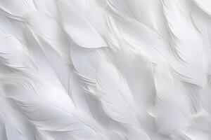 White Soft Feathers Background, White Fluffy feathers pattern, Beautiful feathers background, feathers wallpaper, bird feathers pattern, photo