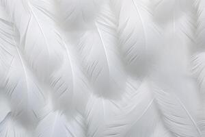 White Soft Feathers Background, White Fluffy feathers pattern, Beautiful feathers background, feathers wallpaper, bird feathers pattern, photo