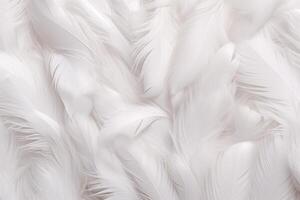 White Soft Feathers Background, White Fluffy feathers pattern, Beautiful feathers background, feathers wallpaper, bird feathers pattern, photo