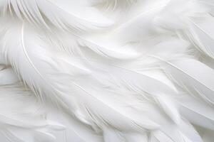 White Soft Feathers Background, White Fluffy feathers pattern, Beautiful feathers background, feathers wallpaper, bird feathers pattern, photo