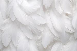 blanco suave plumas fondo, blanco mullido plumas patrón, hermosa plumas fondo, plumas fondo de pantalla, pájaro plumas patrón, foto