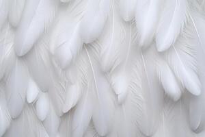 blanco suave plumas fondo, blanco mullido plumas patrón, hermosa plumas fondo, plumas fondo de pantalla, pájaro plumas patrón, foto