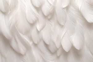 White Soft Feathers Background, White Fluffy feathers pattern, Beautiful feathers background, feathers wallpaper, bird feathers pattern, photo