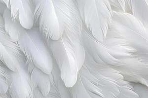 White Soft Feathers Background, White Fluffy feathers pattern, Beautiful feathers background, feathers wallpaper, bird feathers pattern, photo