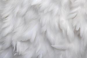 White Soft Feathers Background, White Fluffy feathers pattern, Beautiful feathers background, feathers wallpaper, bird feathers pattern, photo