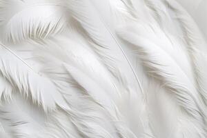 White Soft Feathers Background, White Fluffy feathers pattern, Beautiful feathers background, feathers wallpaper, bird feathers pattern, photo