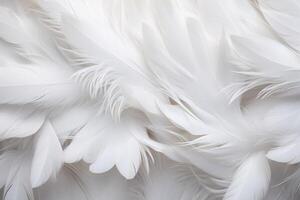 White Soft Feathers Background, White Fluffy feathers pattern, Beautiful feathers background, feathers wallpaper, bird feathers pattern, photo