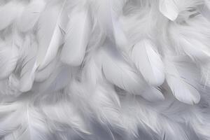 White Soft Feathers Background, White Fluffy feathers pattern, Beautiful feathers background, feathers wallpaper, bird feathers pattern, photo