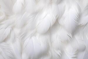 White Soft Feathers Background, White Fluffy feathers pattern, Beautiful feathers background, feathers wallpaper, bird feathers pattern, photo